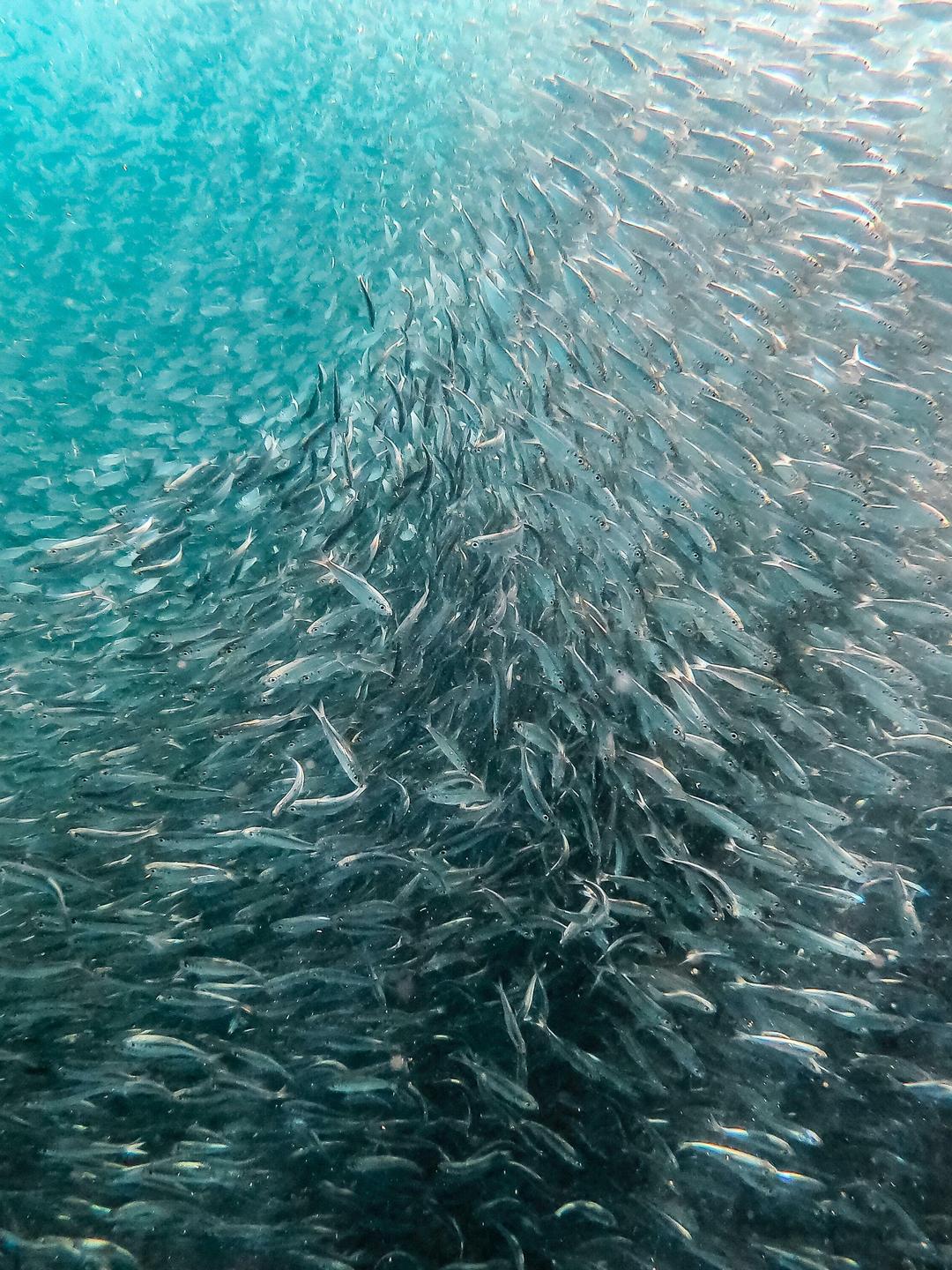 Fishwise Cover