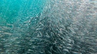 Fishwise Cover