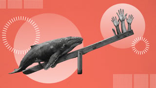Pros Cons of Major Donors Website