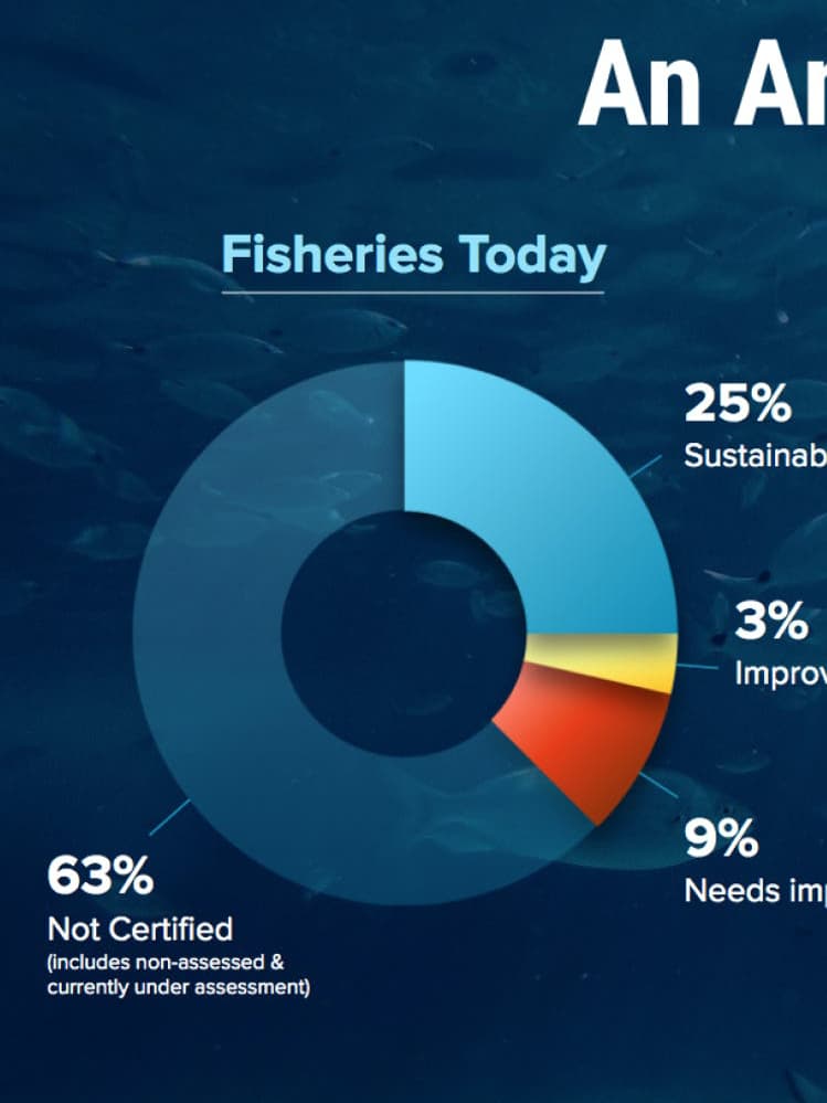 Fishwise Ripple Effect Thumbnail